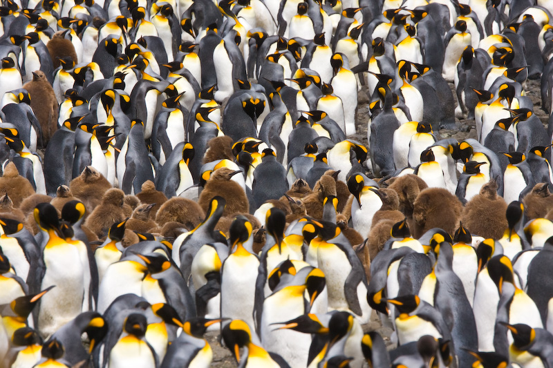 King Penguin Colony